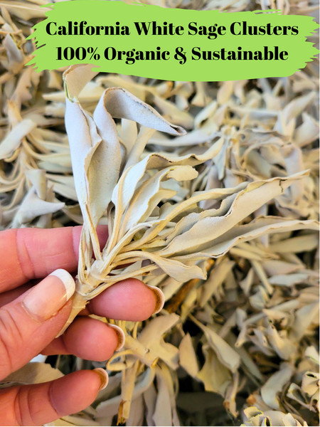 White Sage Clusters Loose Leaves with Charcoal Discs for Easy Burning, Smudging, Energy Cleansing, 100% Pure Organic & Sustainable