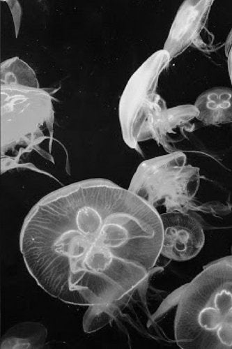 Jellyfish: Marine Aquarium Black and White Notebook/Journal/Notepad, Journal, Daily World Finds, Worldly Finds 