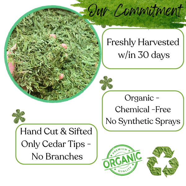Cedar Leaf Dried Tips & Charcoal, Organic Burning Leaves - Smudging, Spiritual Cleansing, Fresh Harvest Loose Natural Incense for Herbal Use