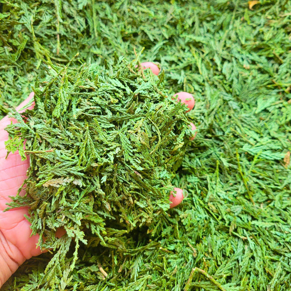Cedar Leaf Dried Tips & Charcoal, Organic Burning Leaves - Smudging, Spiritual Cleansing, Fresh Harvest Loose Natural Incense for Herbal Use