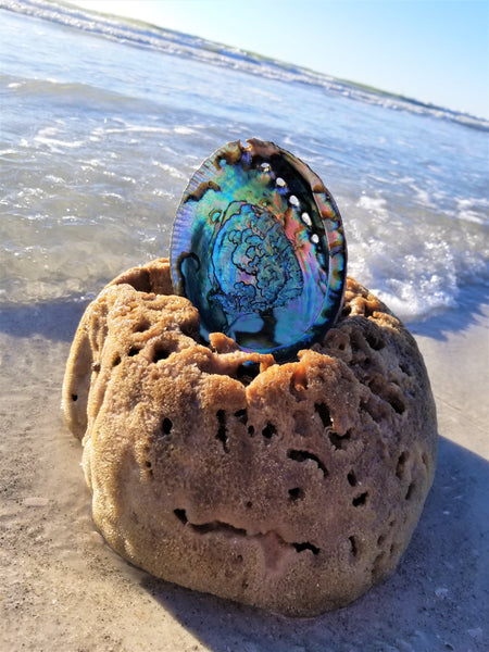 Beautiful Large Abalone Shell, Hand Selected Smudge Bowl, Size Choices w/ Wood Stand Option