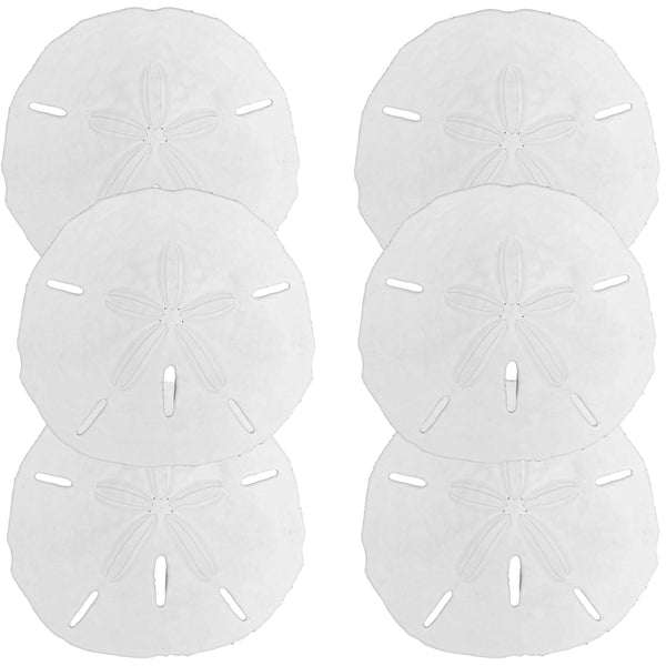 Sand Dollar Decor Sets of 3, 6 or 10, Large Sand Dollars 3.5-5" Size Options, Packed w/LOVE, Coastal Ocean Decor, Beach Wedding Decor