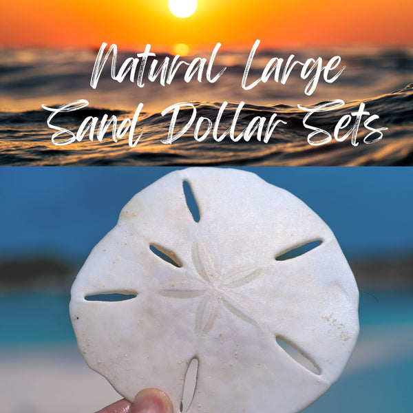 Real Sand Dollars 3 to 3 1/2 Set of 4, Sand Dollar Shells, Seashell  Wedding, Sand Dollars for Crafts