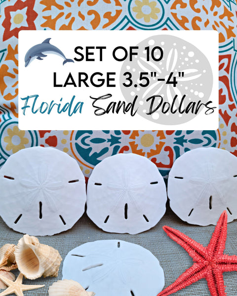 Worldly Finds Sand Dollar Decor Sets of 3, 6 or 10, Large Sand Dollars 3.5-5 inch Size Options, Packed w/LOVE, Coastal Ocean Decor, Beach Wedding Decor, Men's